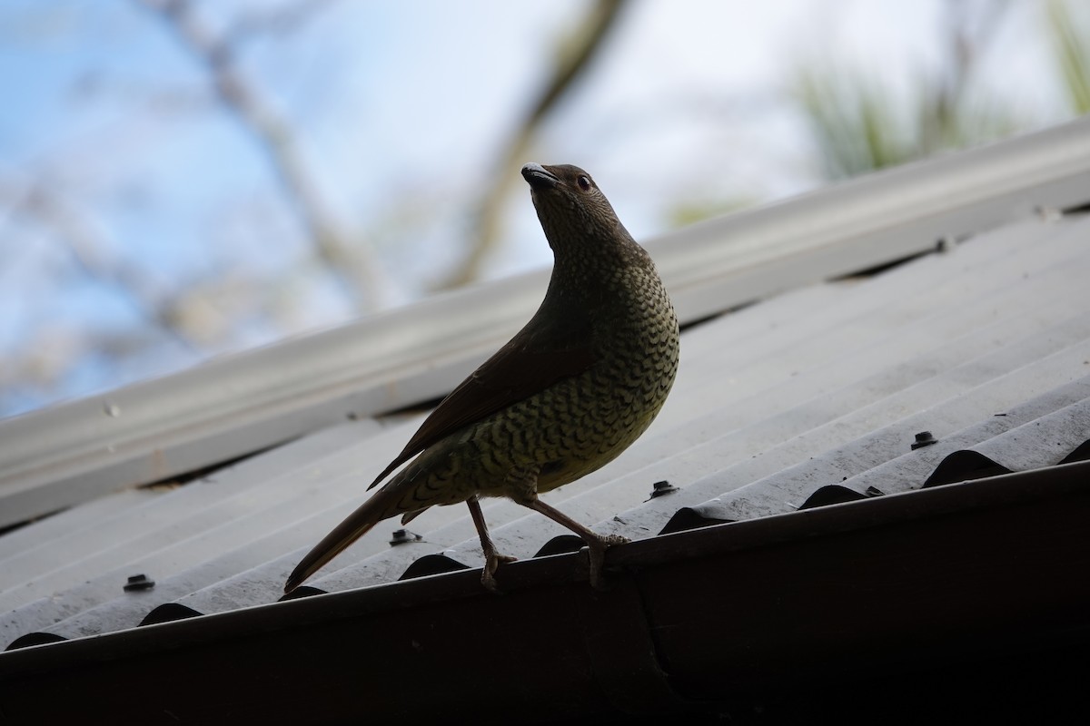 Satin Bowerbird - ML623140472