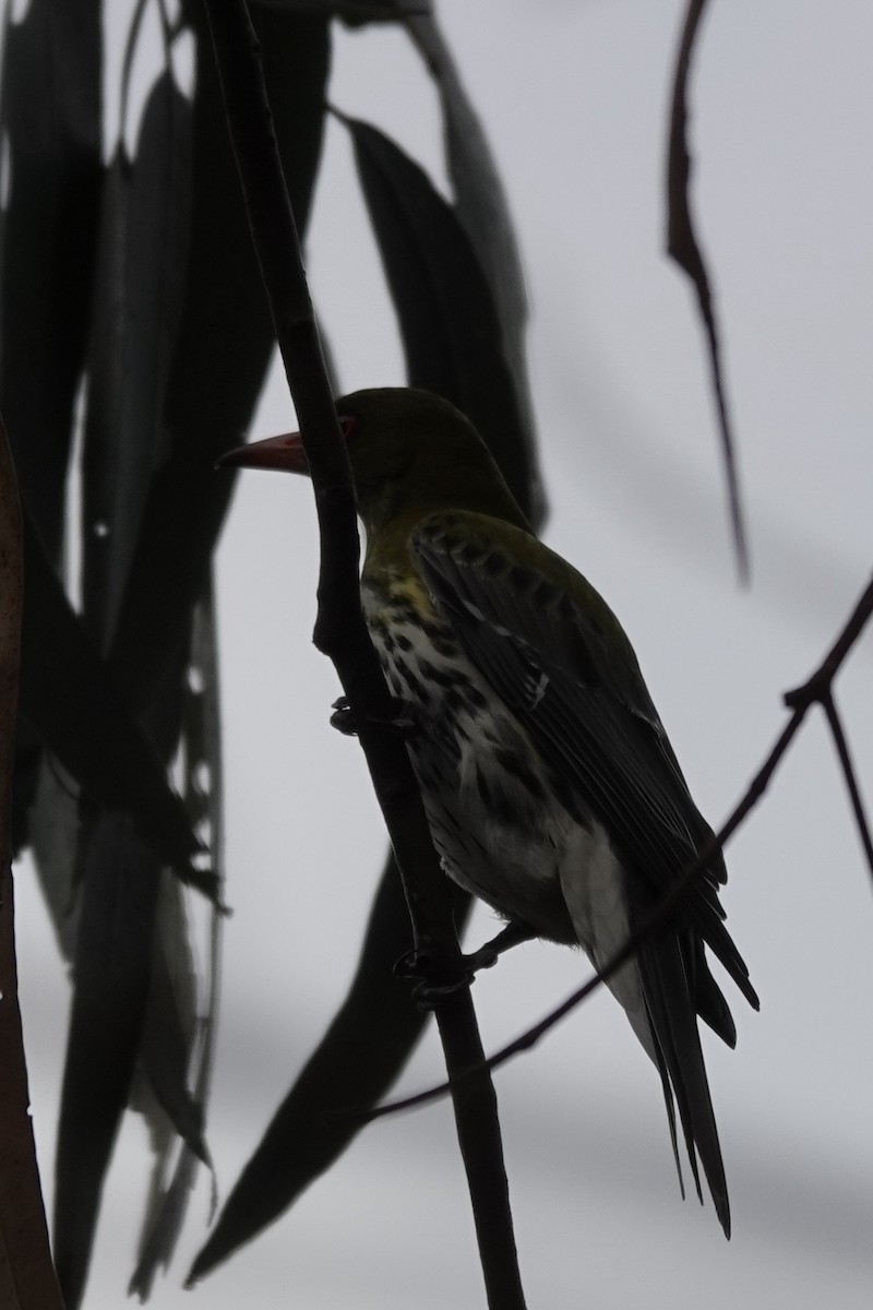 Olive-backed Oriole - ML623140487