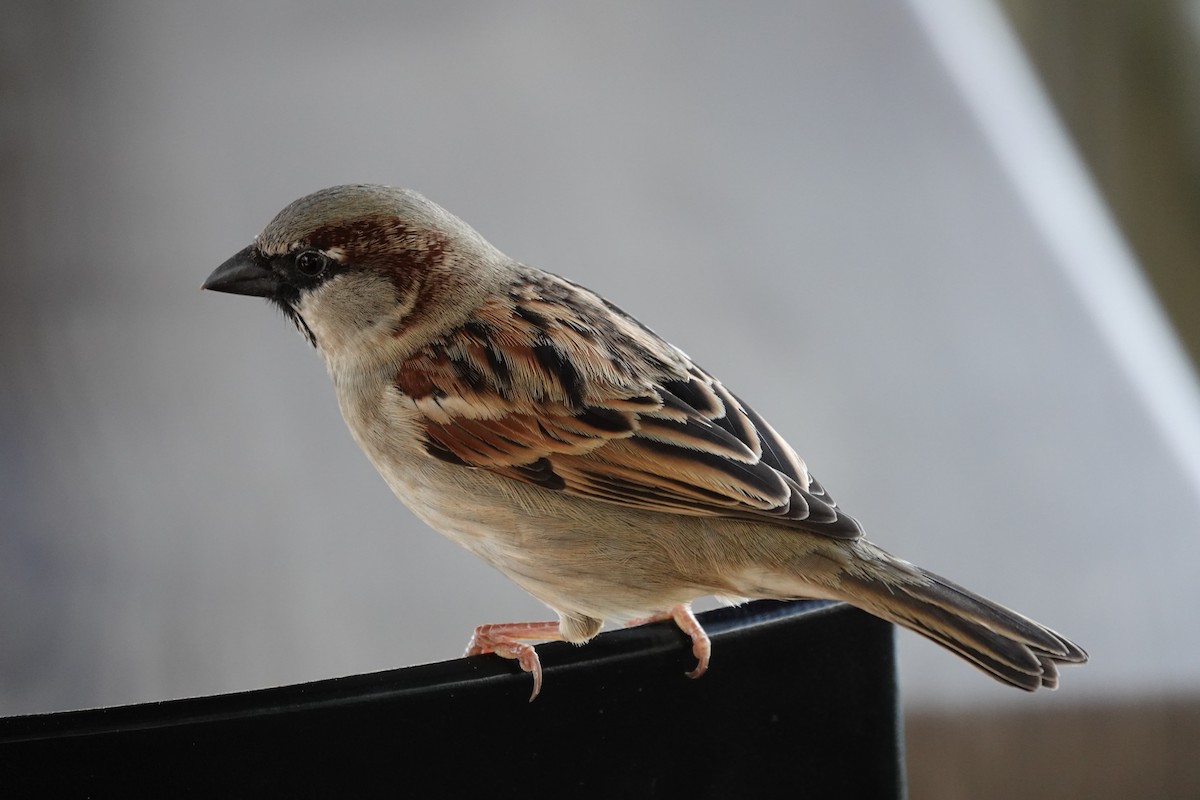 House Sparrow - ML623140496