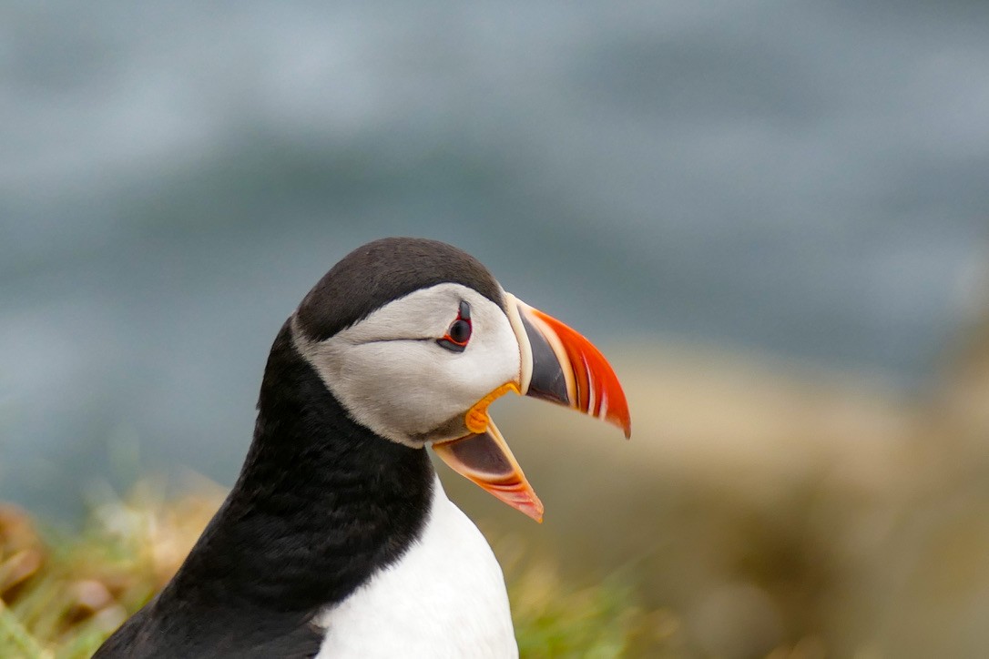 Atlantic Puffin - ML623140518