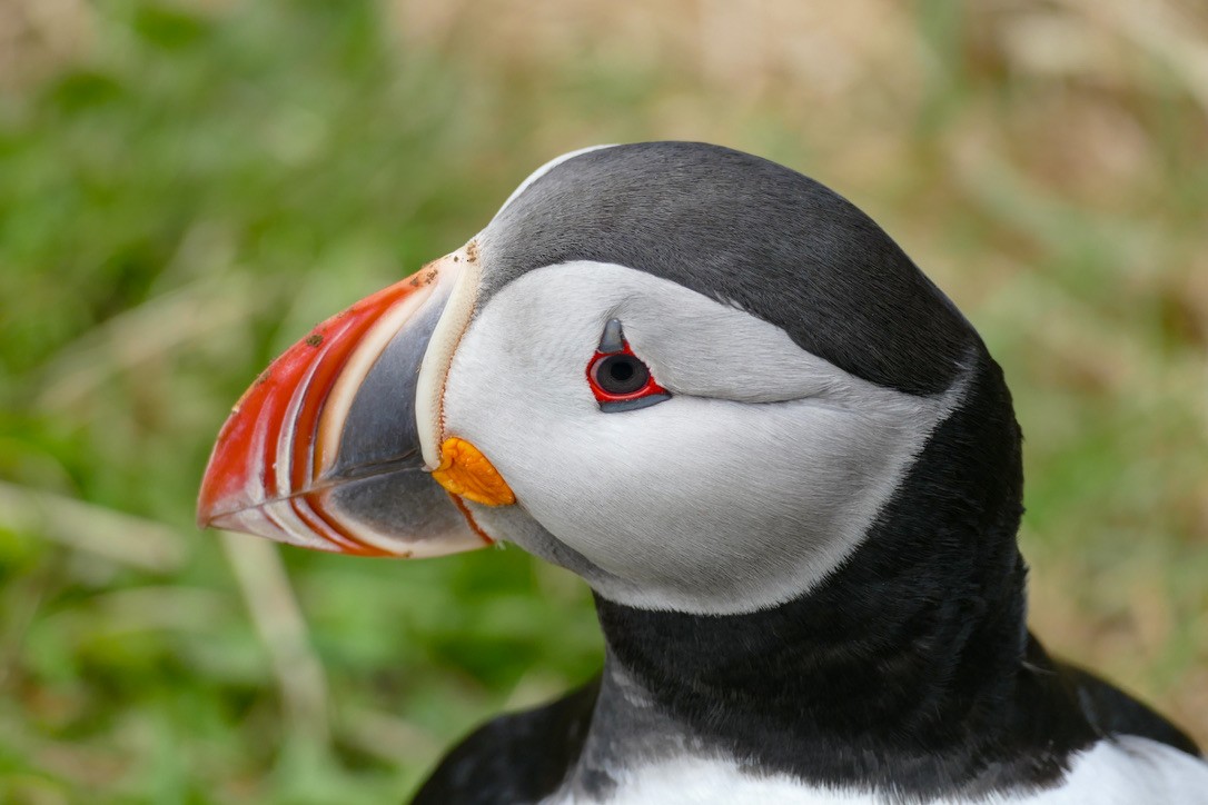 Atlantic Puffin - ML623140521