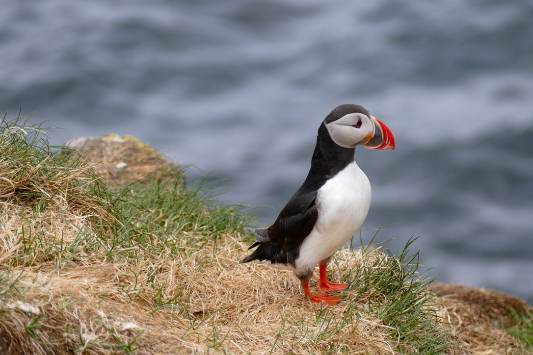 Atlantic Puffin - ML623140523