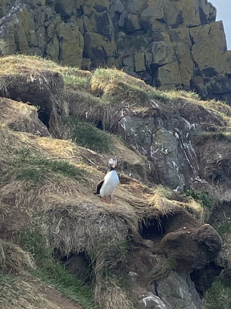 Atlantic Puffin - ML623140525