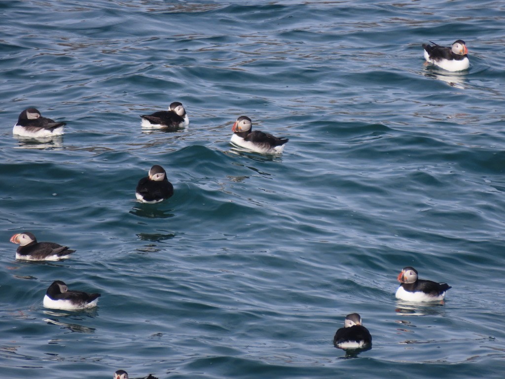 Atlantic Puffin - ML623140526