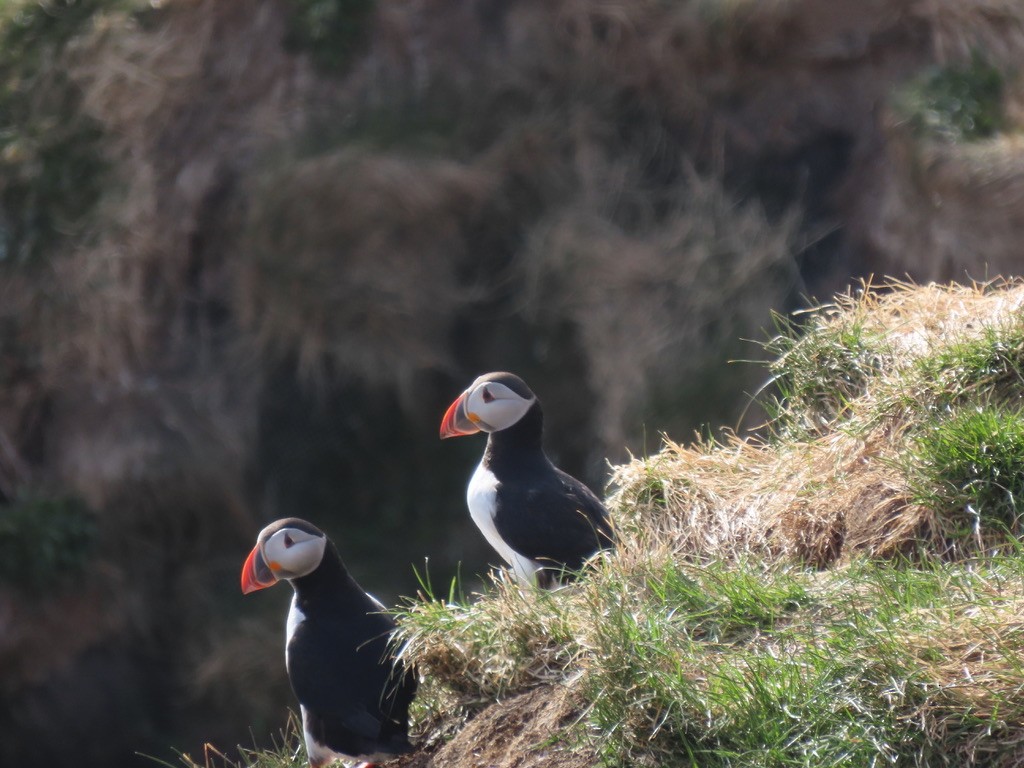 Atlantic Puffin - ML623140531