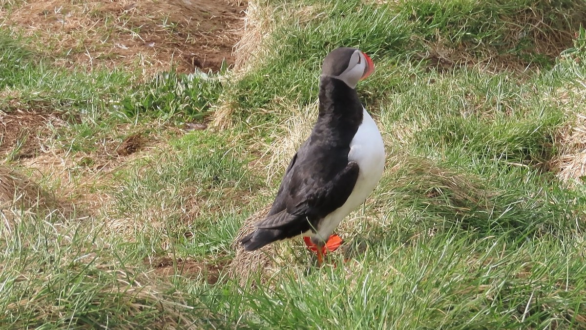 Atlantic Puffin - ML623140535