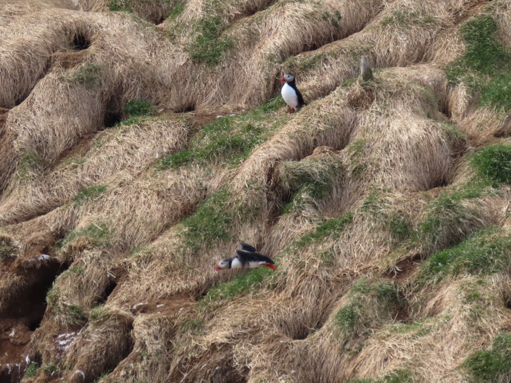 Atlantic Puffin - ML623140538