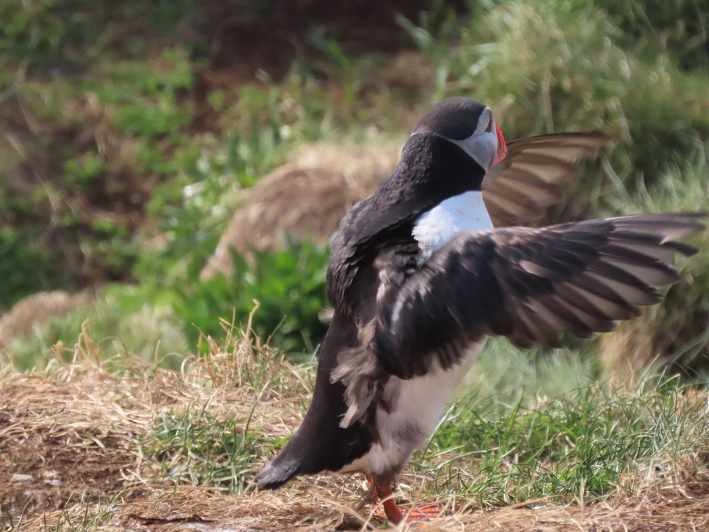 Atlantic Puffin - Samay Srivastava