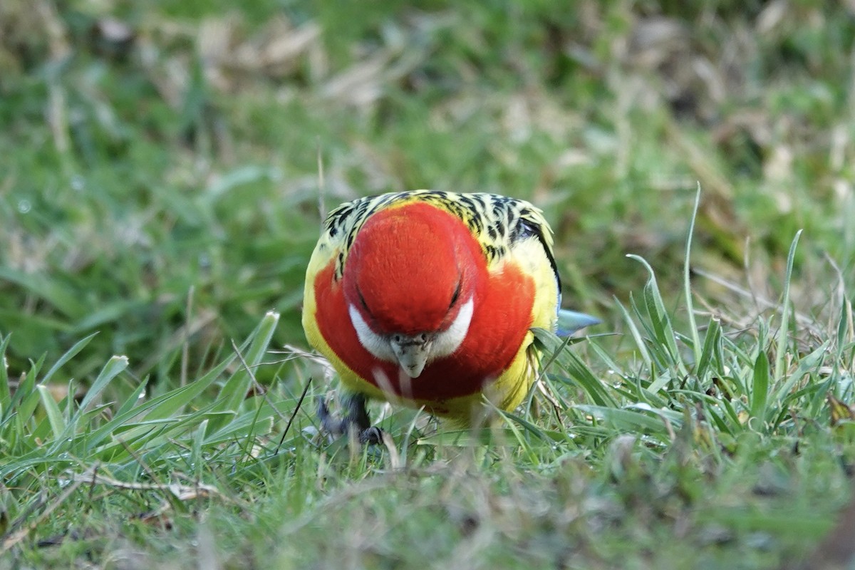 Eastern Rosella - ML623140541