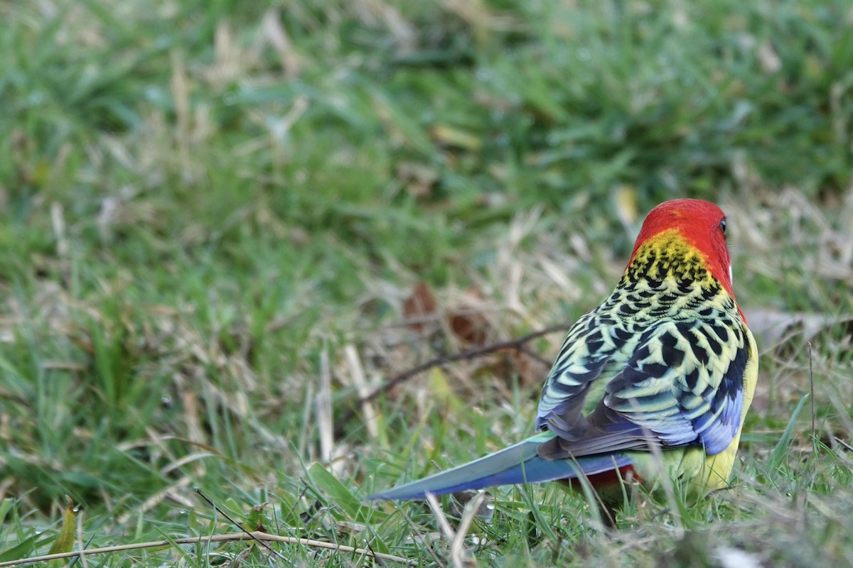 Eastern Rosella - ML623140542