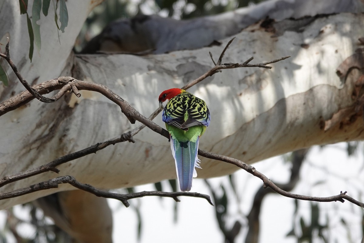 Eastern Rosella - ML623140543