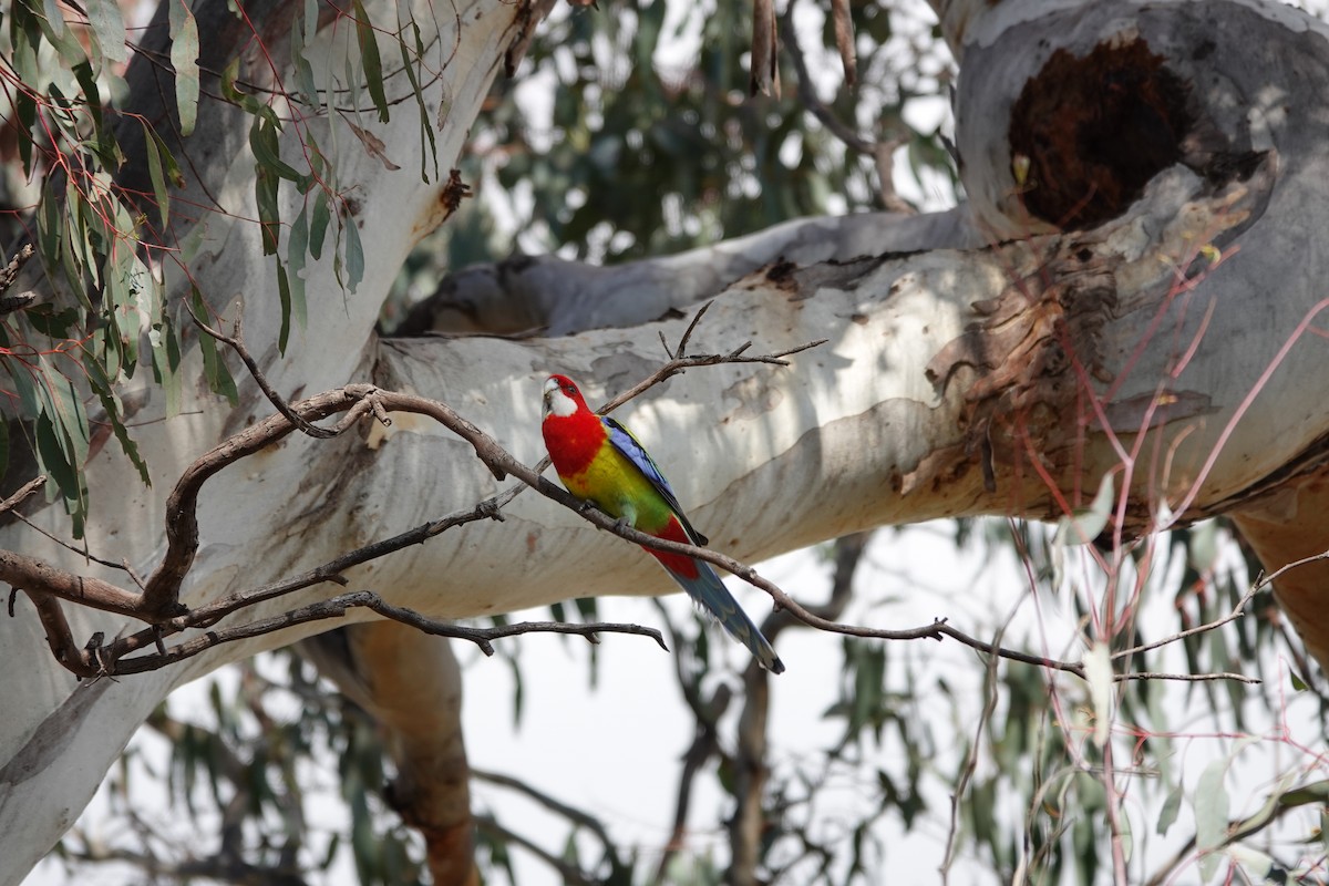 Eastern Rosella - ML623140544