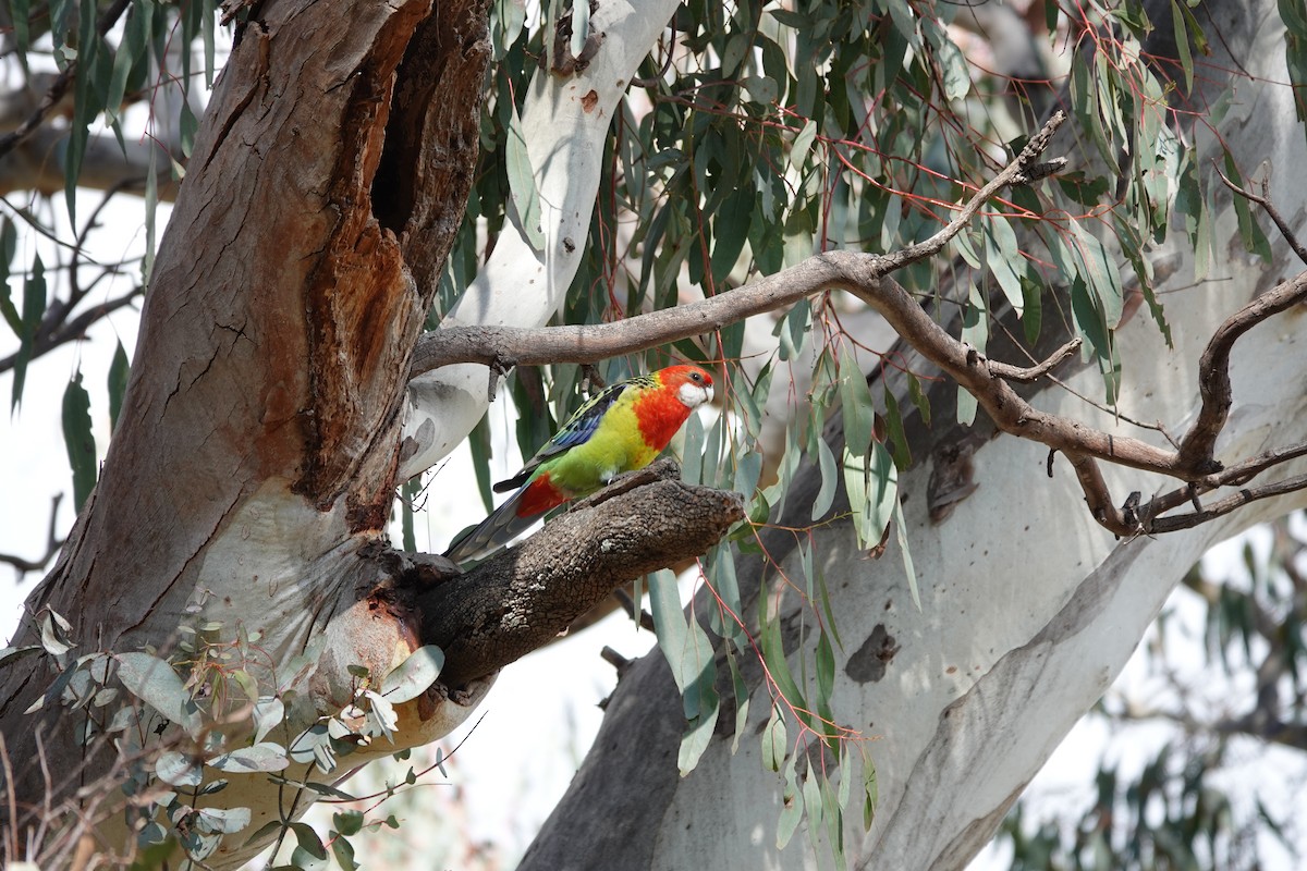 Eastern Rosella - ML623140546