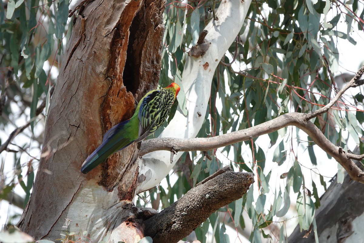 Eastern Rosella - ML623140547