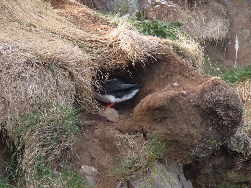 Atlantic Puffin - ML623140555