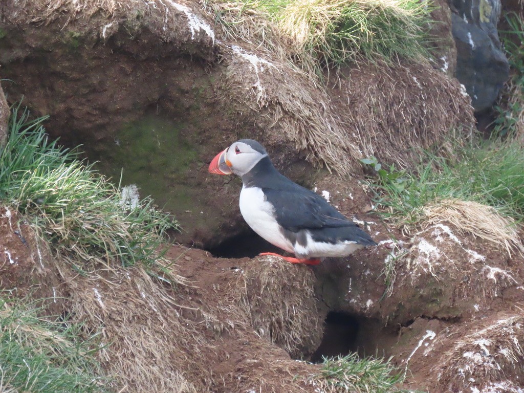 Atlantic Puffin - ML623140556