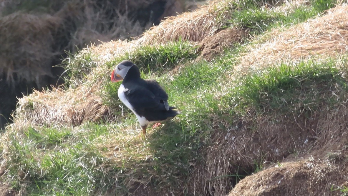 Atlantic Puffin - ML623140557