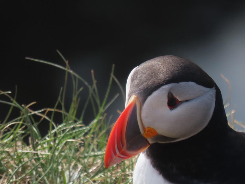 Atlantic Puffin - ML623140558