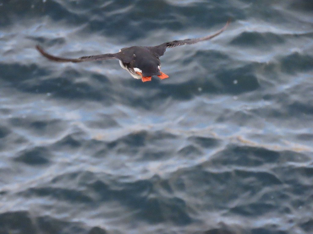 Atlantic Puffin - Samay Srivastava