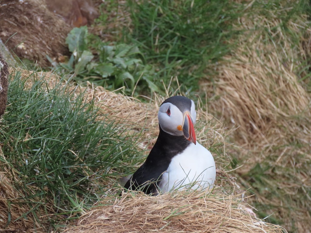 Atlantic Puffin - ML623140565