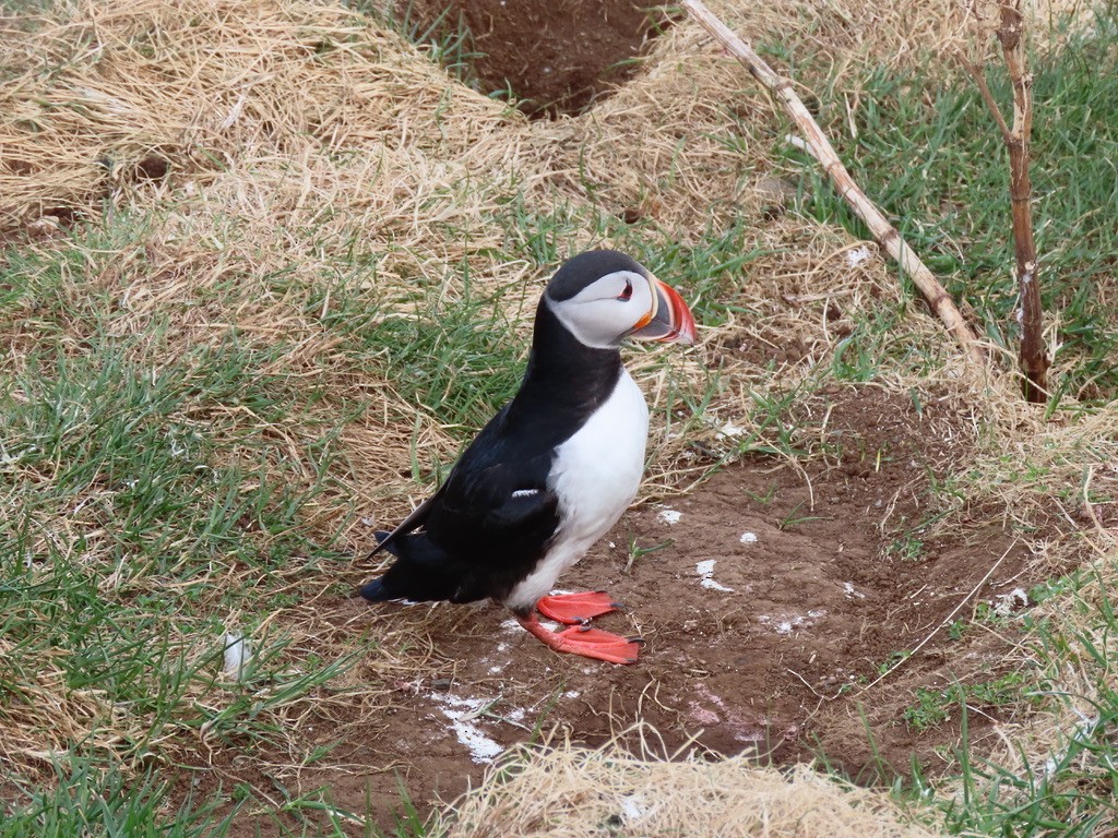 Atlantic Puffin - ML623140566