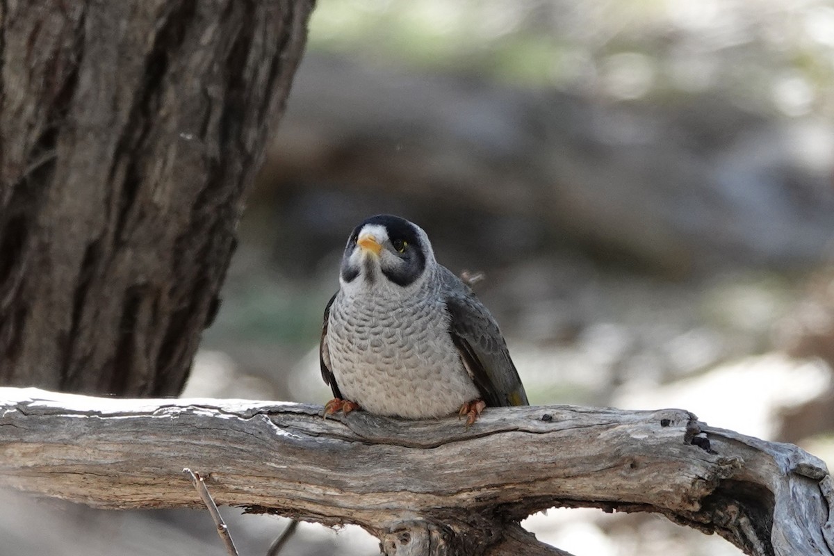 Noisy Miner - Karo Fritzsche