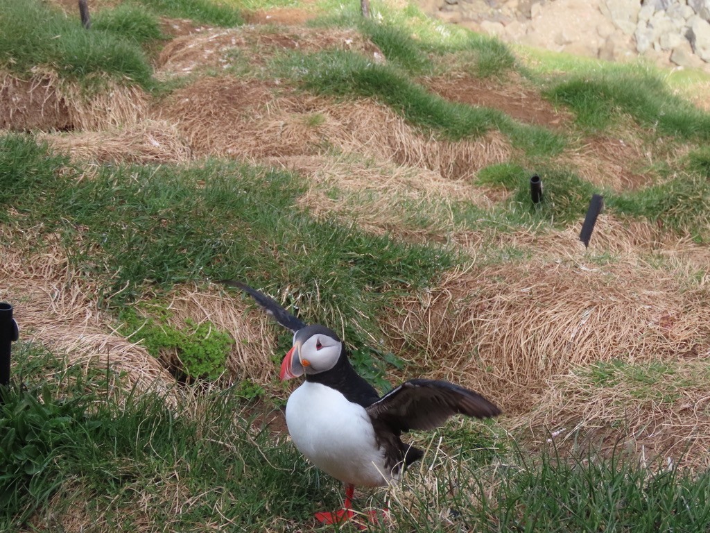 Atlantic Puffin - ML623140573