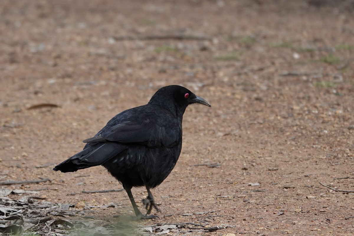 White-winged Chough - ML623140581