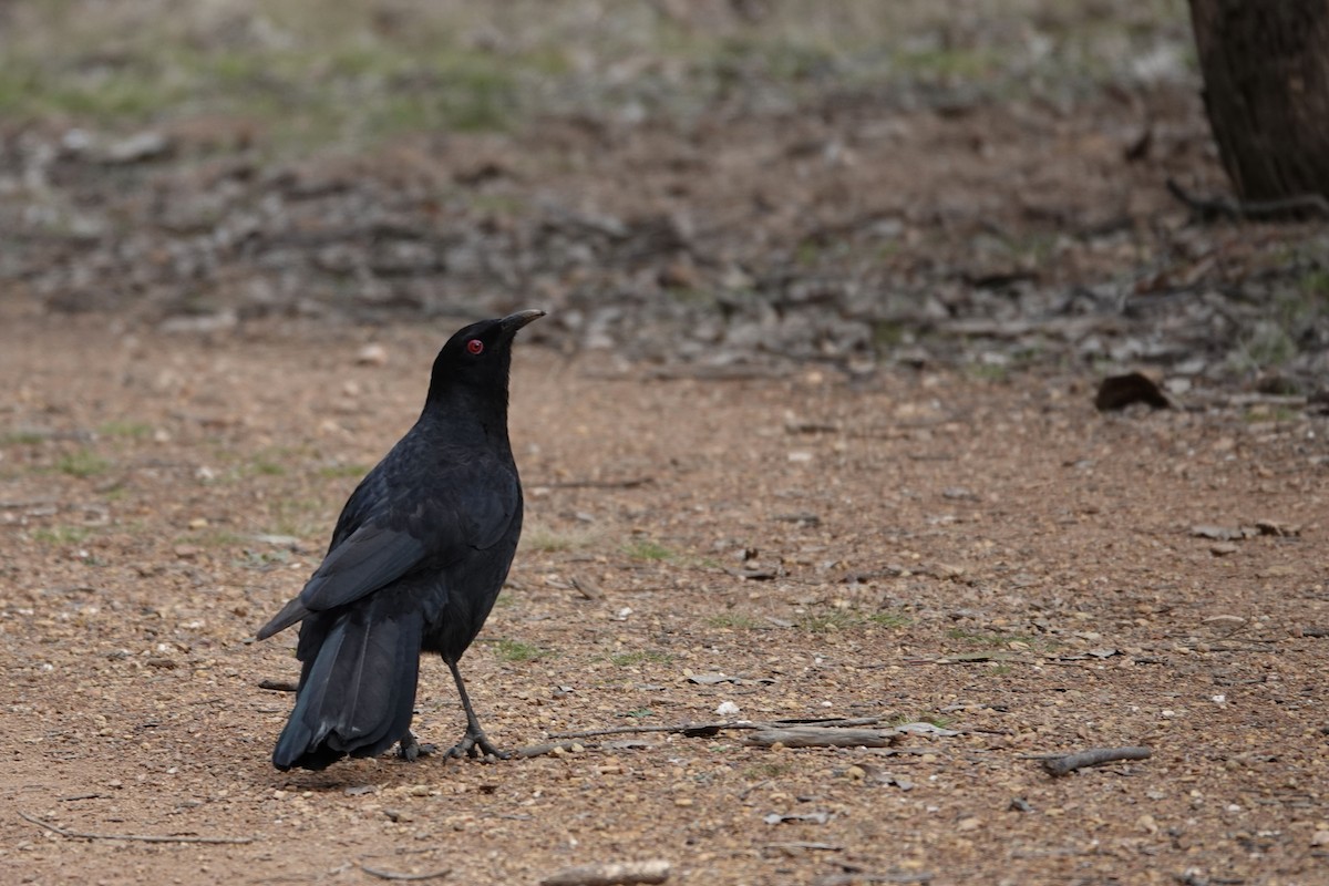 White-winged Chough - ML623140582