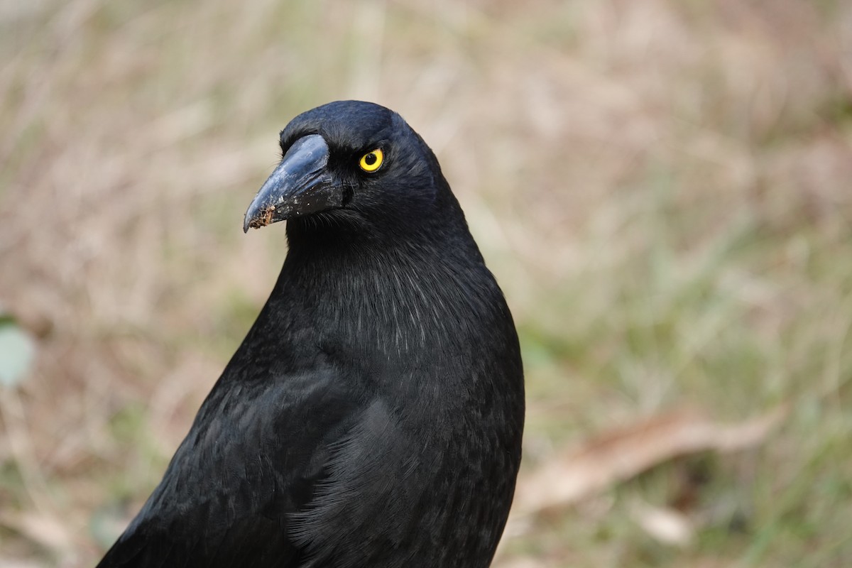 Pied Currawong - ML623140596