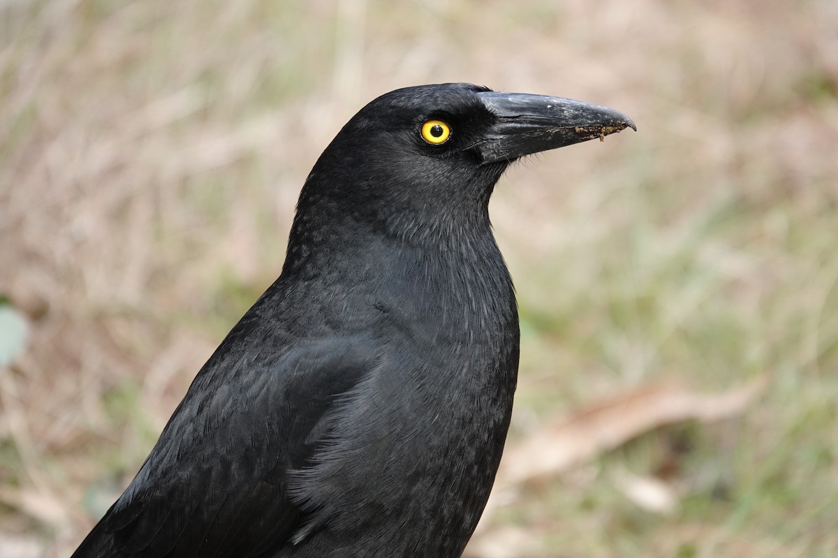 Pied Currawong - ML623140597