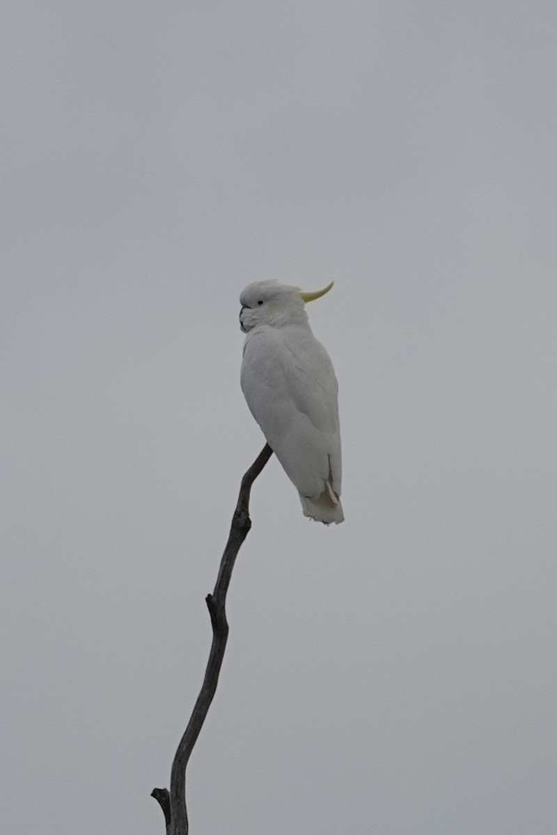 Sulphur-crested Cockatoo - Karo Fritzsche