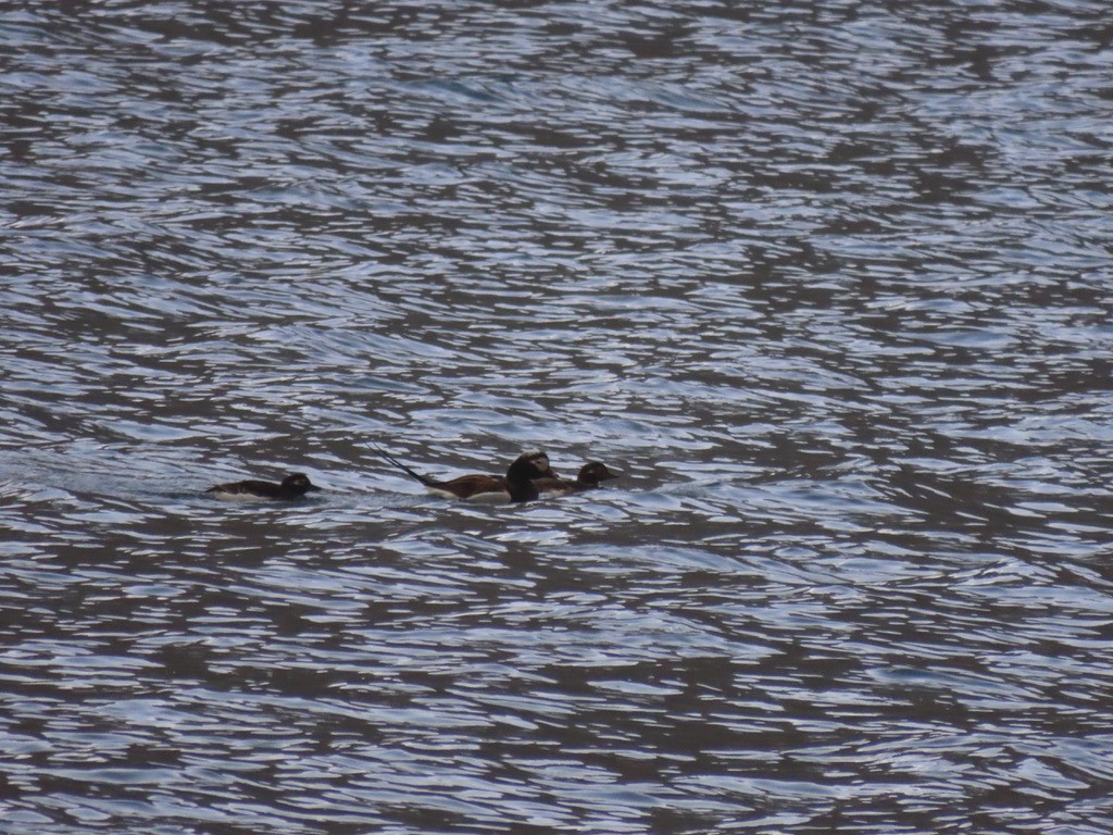 Long-tailed Duck - ML623140626