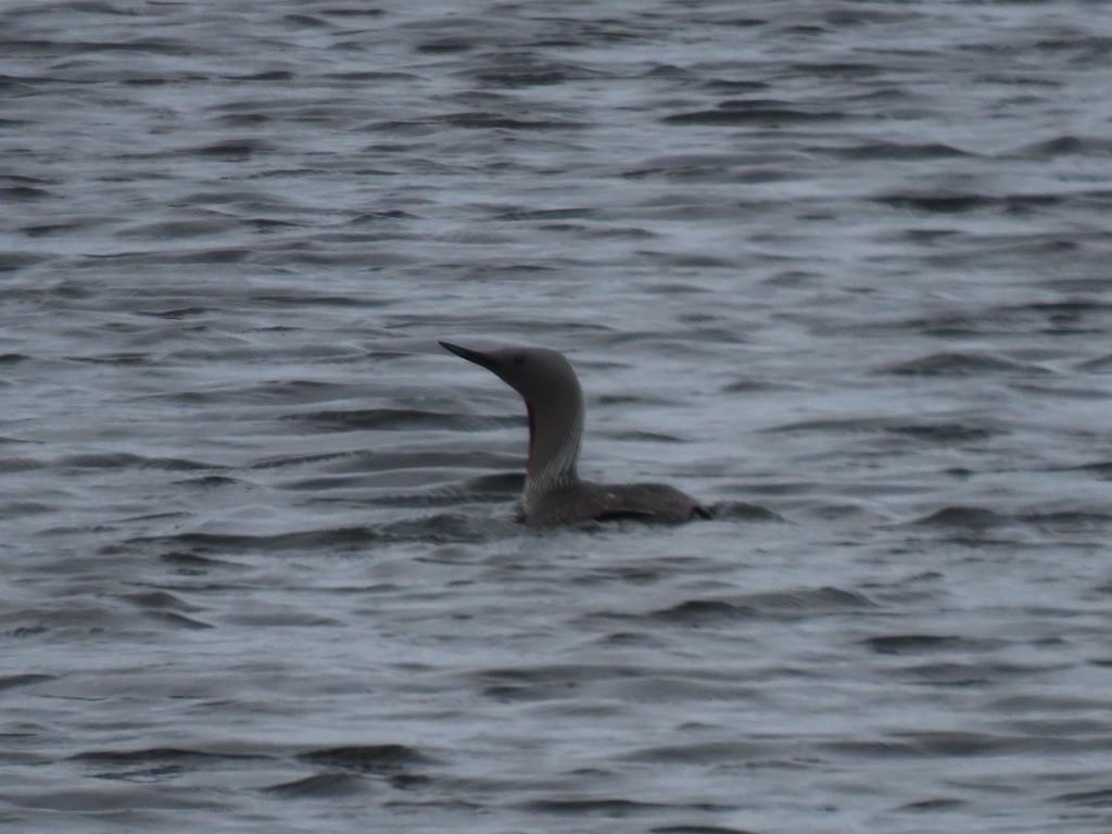 Red-throated Loon - ML623140642