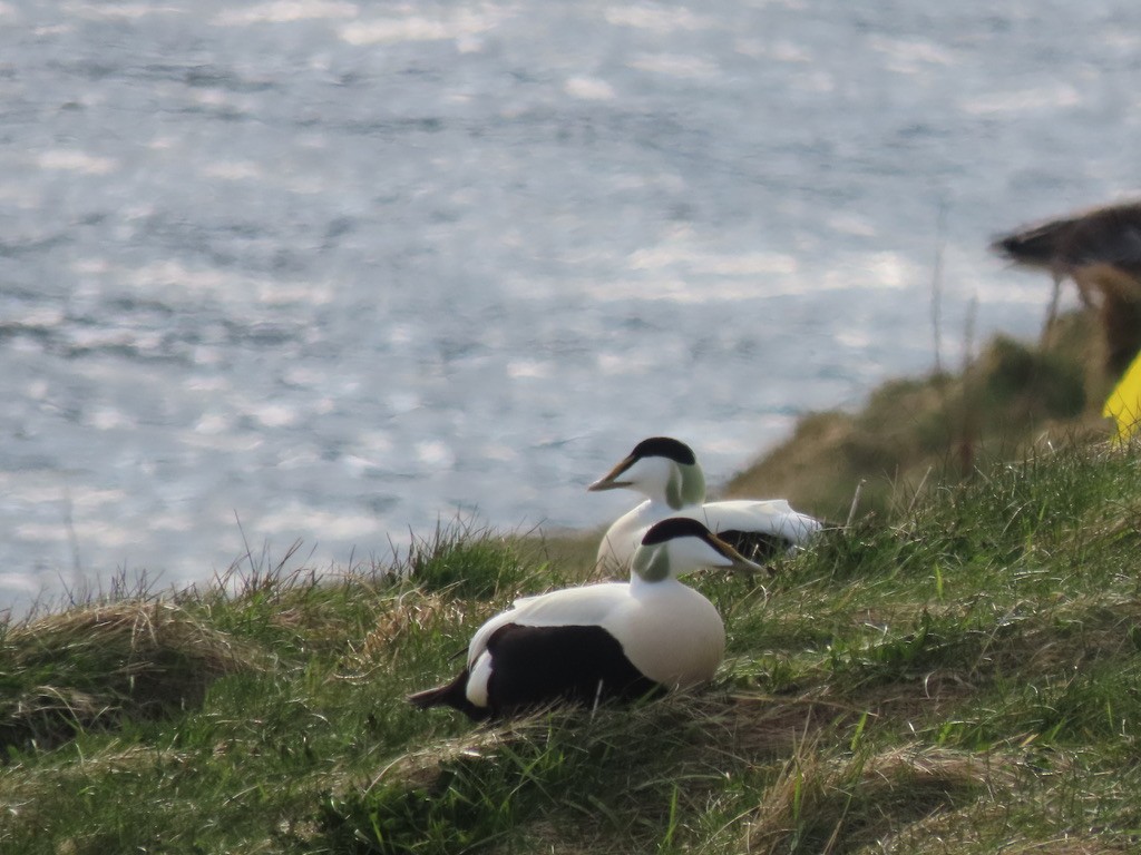 Common Eider - ML623140662