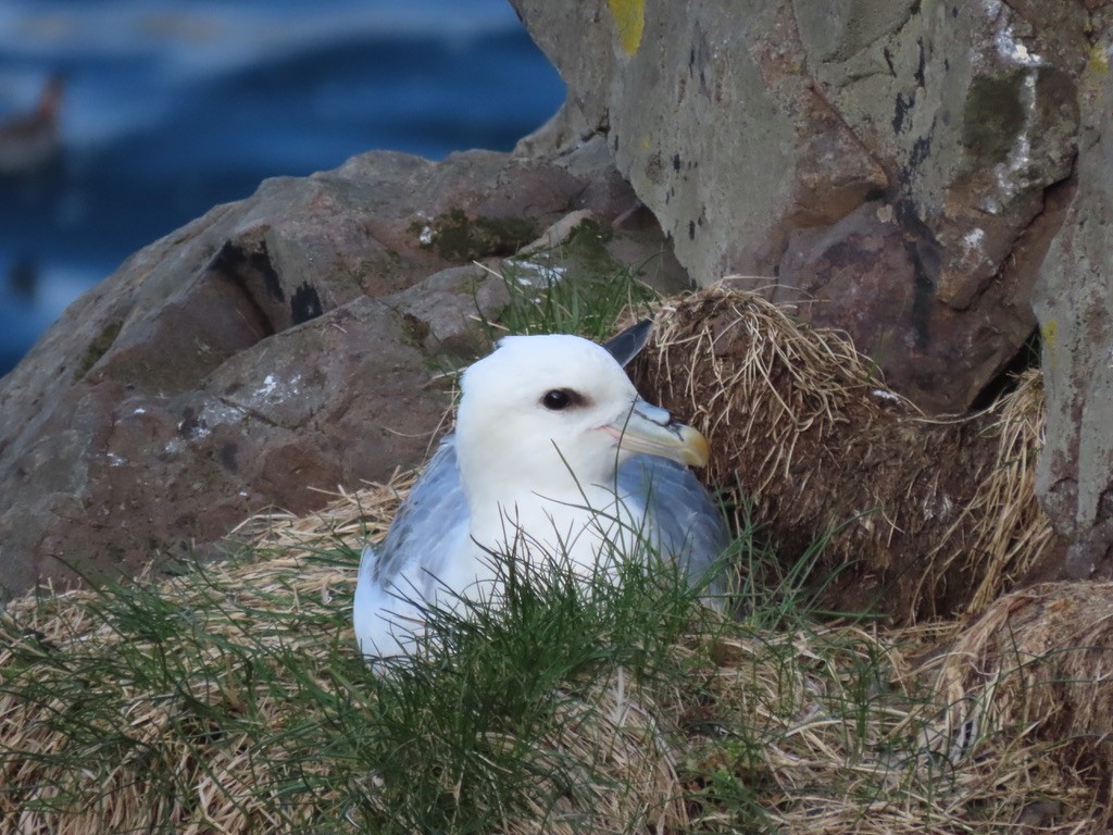 Northern Fulmar (Atlantic) - ML623140666