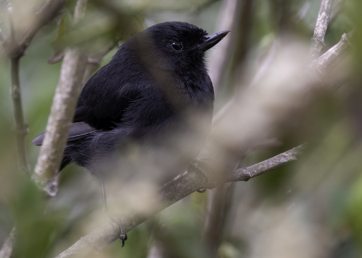 Black Flowerpiercer - Luc Tremblay