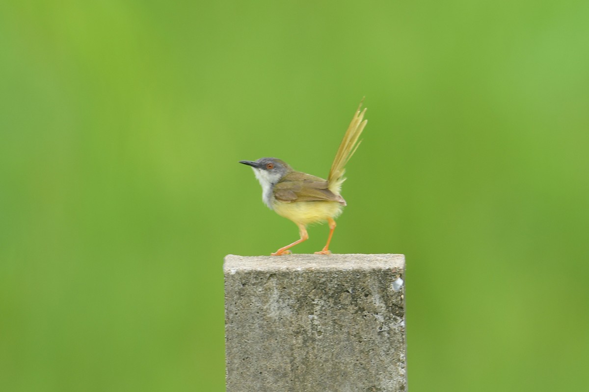 Yellow-bellied Prinia - Supaporn Teamwong