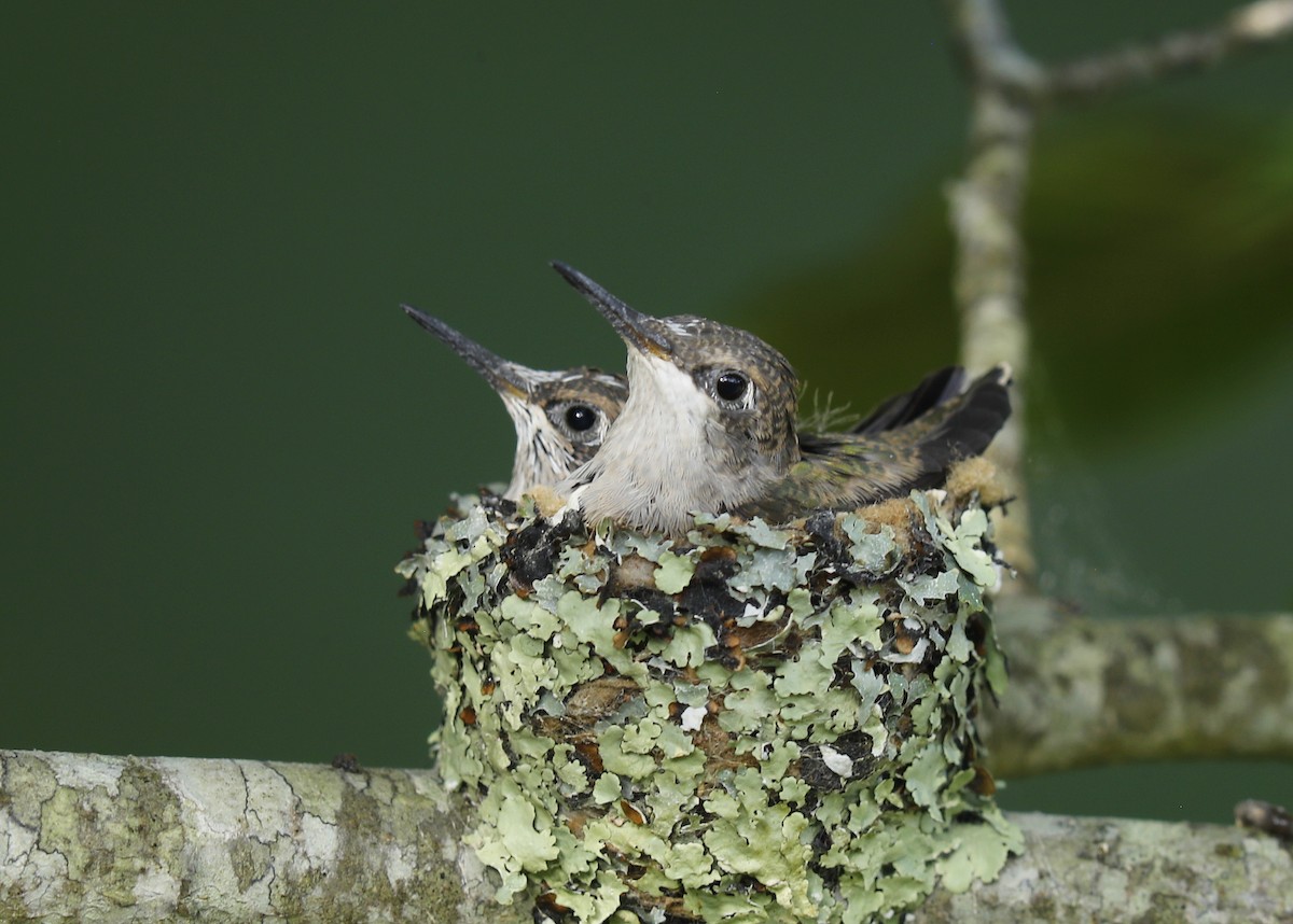 Ruby-throated Hummingbird - Craig Gibson