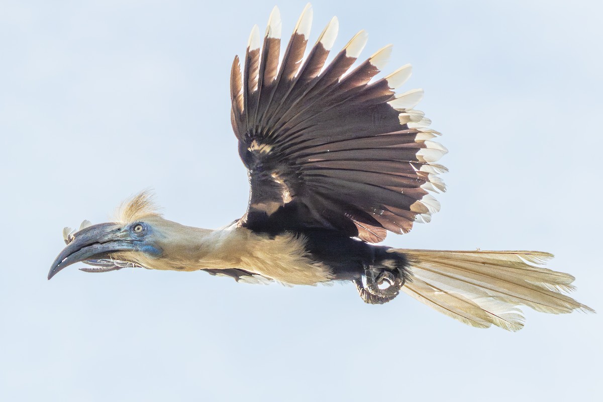 White-crowned Hornbill - ML623140794
