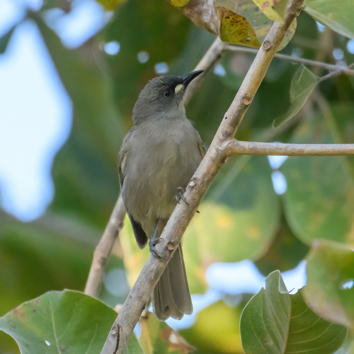 White-gaped Honeyeater - ML623140799