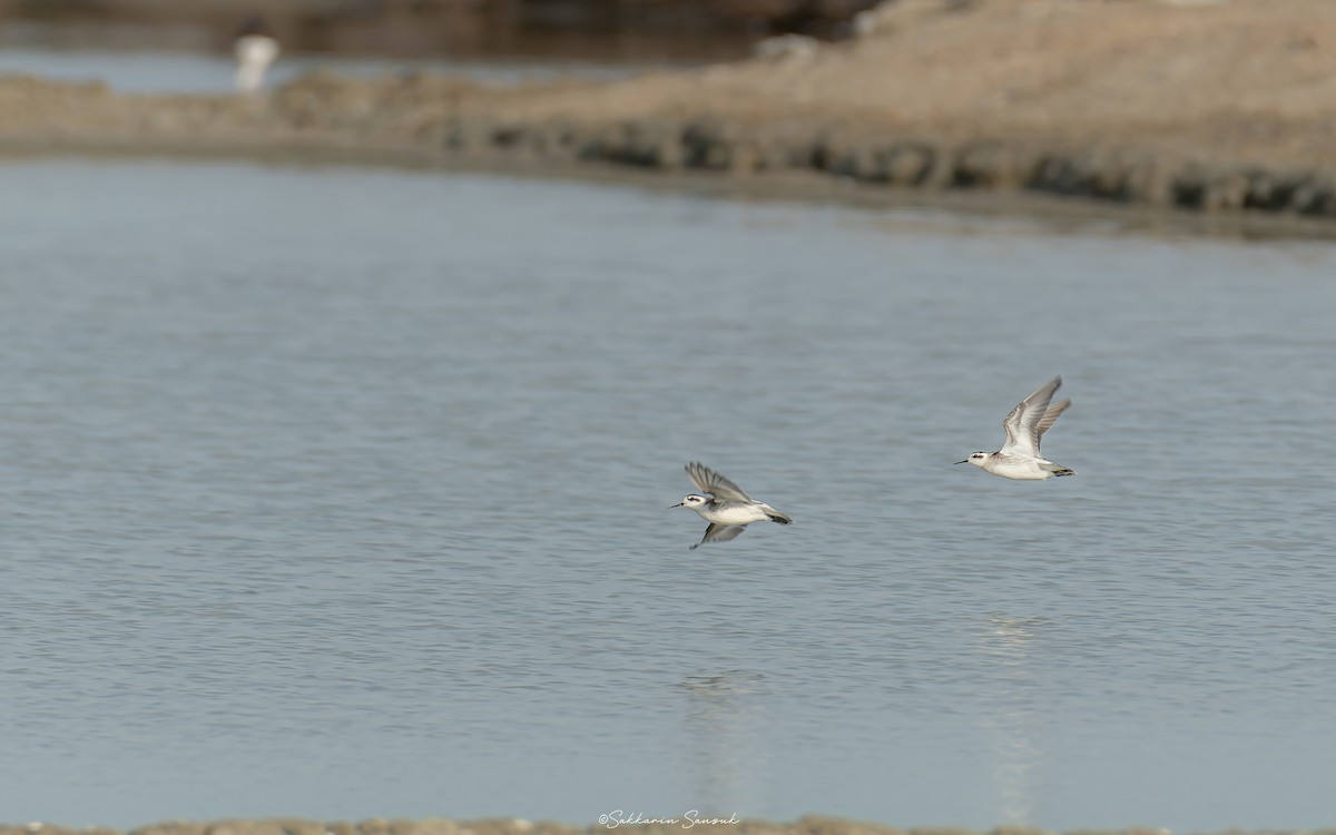 Phalarope à bec étroit - ML623140840