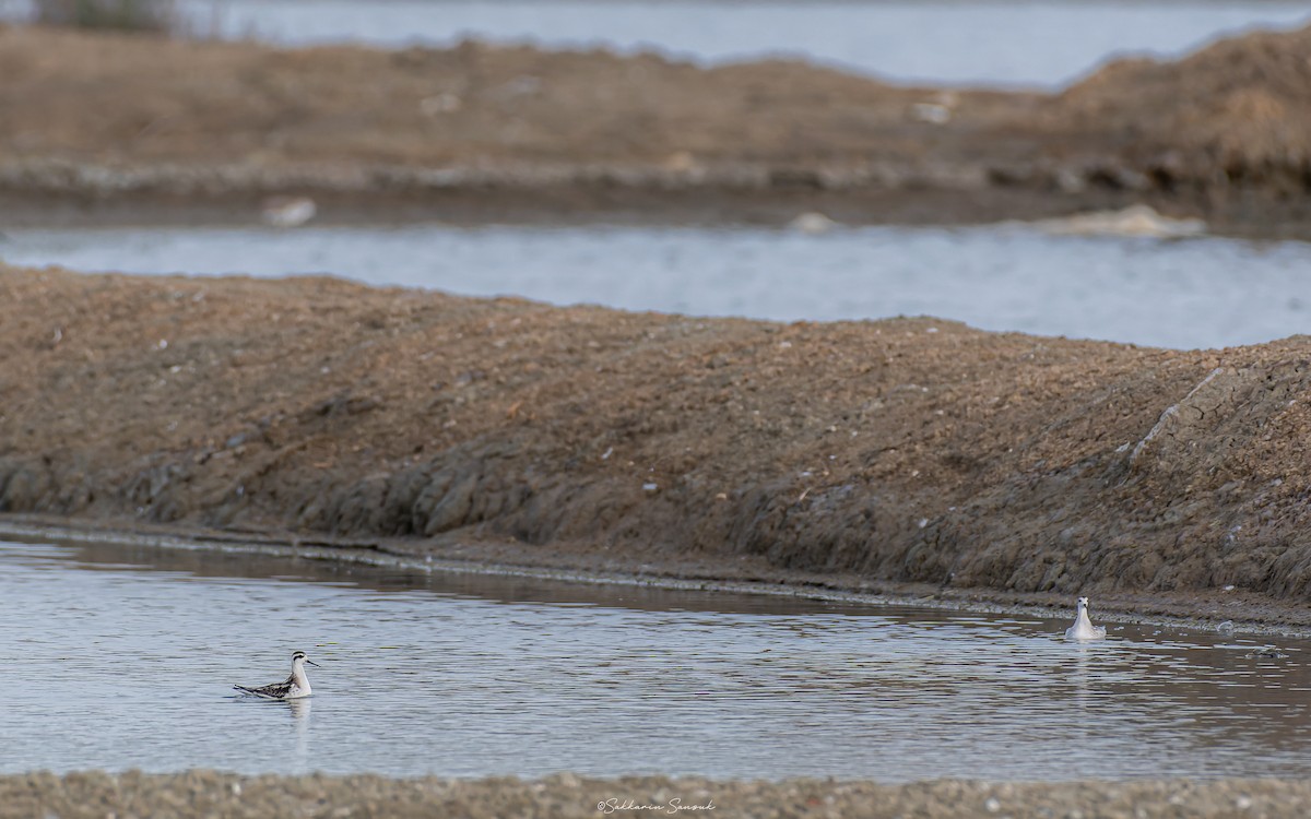 Phalarope à bec étroit - ML623140841