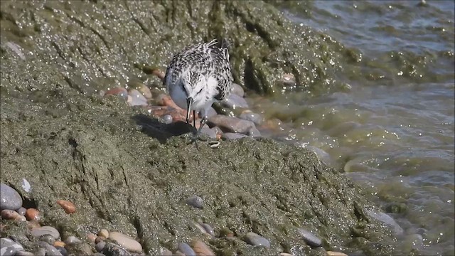 Bécasseau sanderling - ML623140853