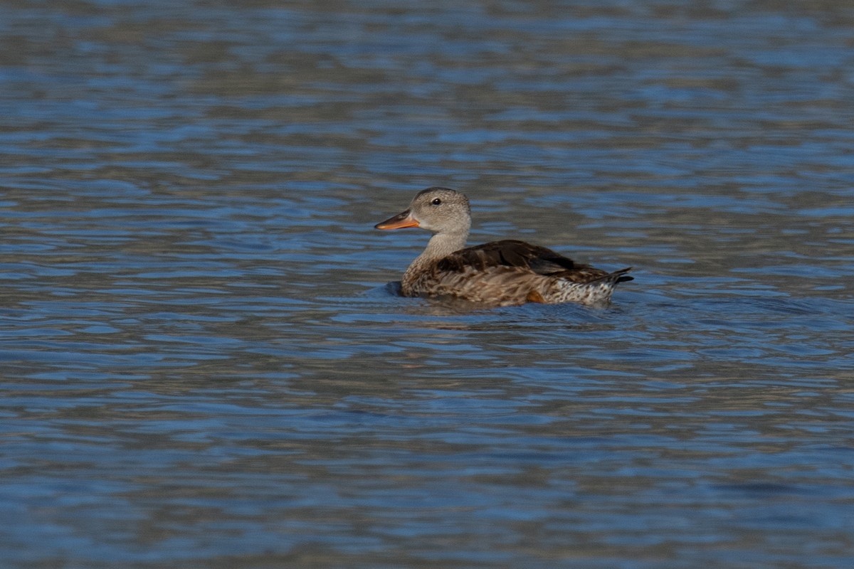 Gadwall - ML623140874