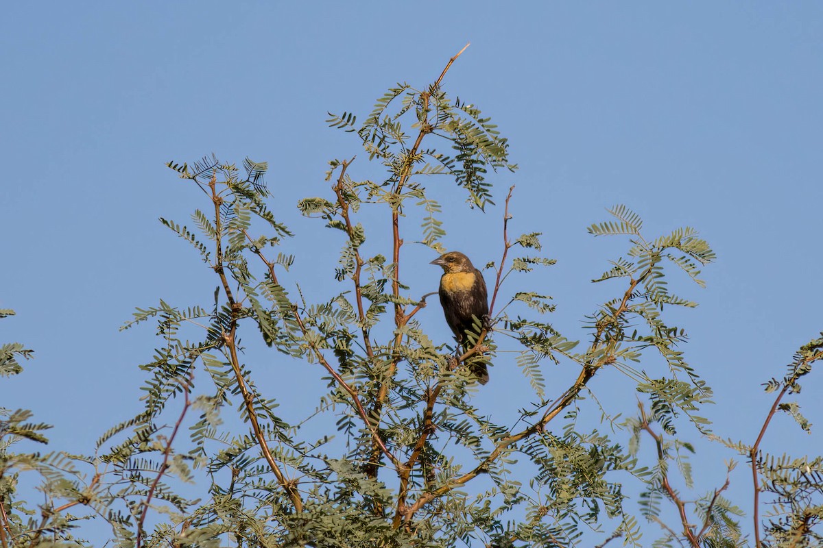 Yellow-headed Blackbird - ML623140875