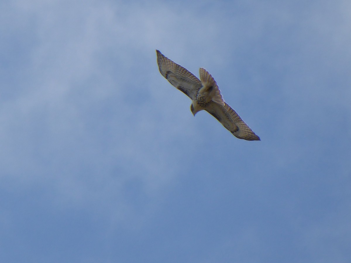 Red-tailed Hawk - ML623140921