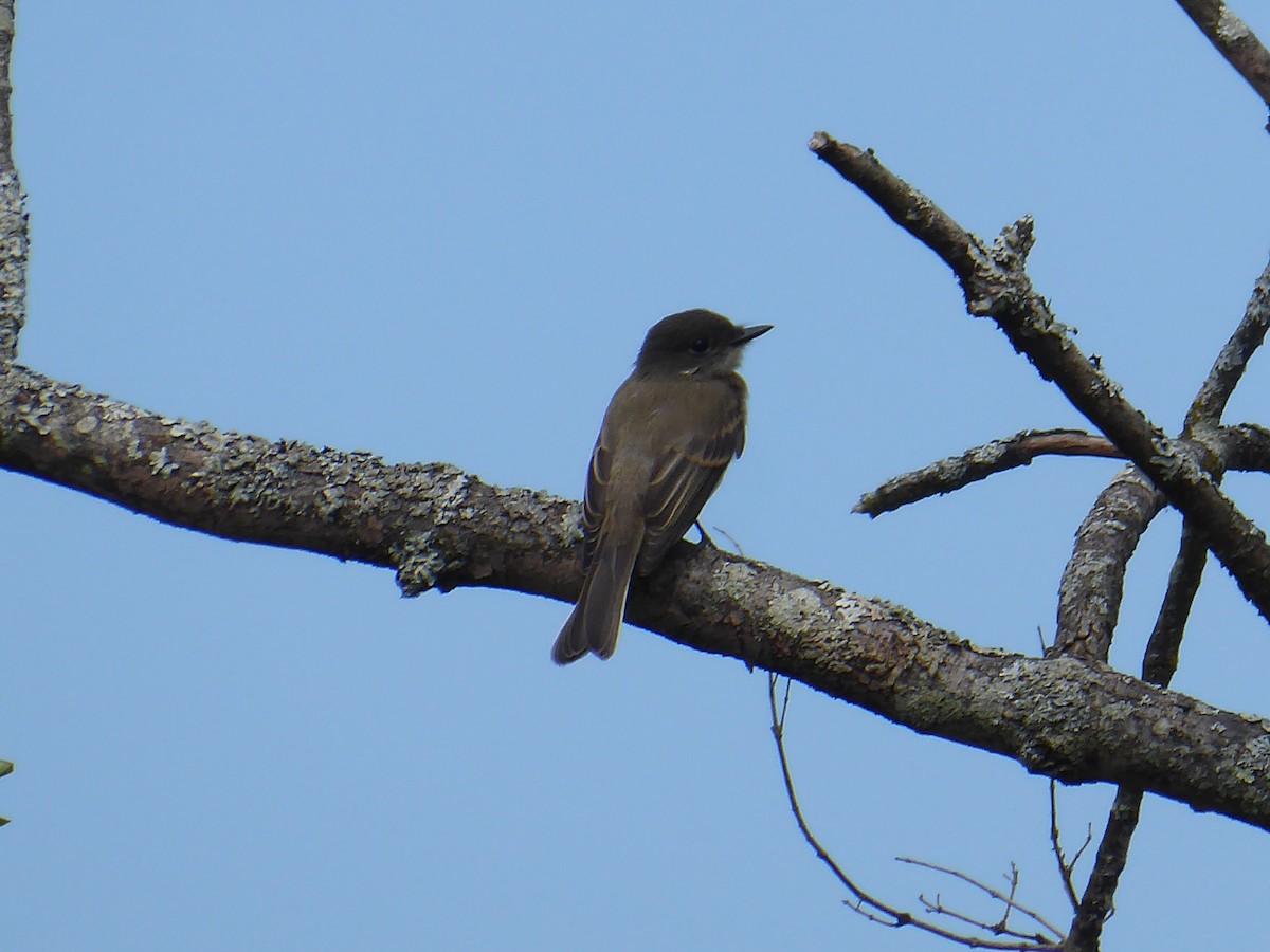 Eastern Phoebe - ML623140926