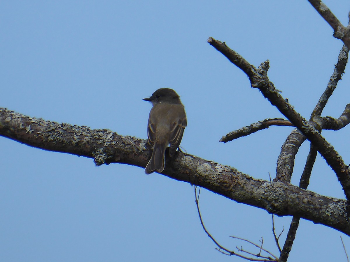 Eastern Phoebe - ML623140930