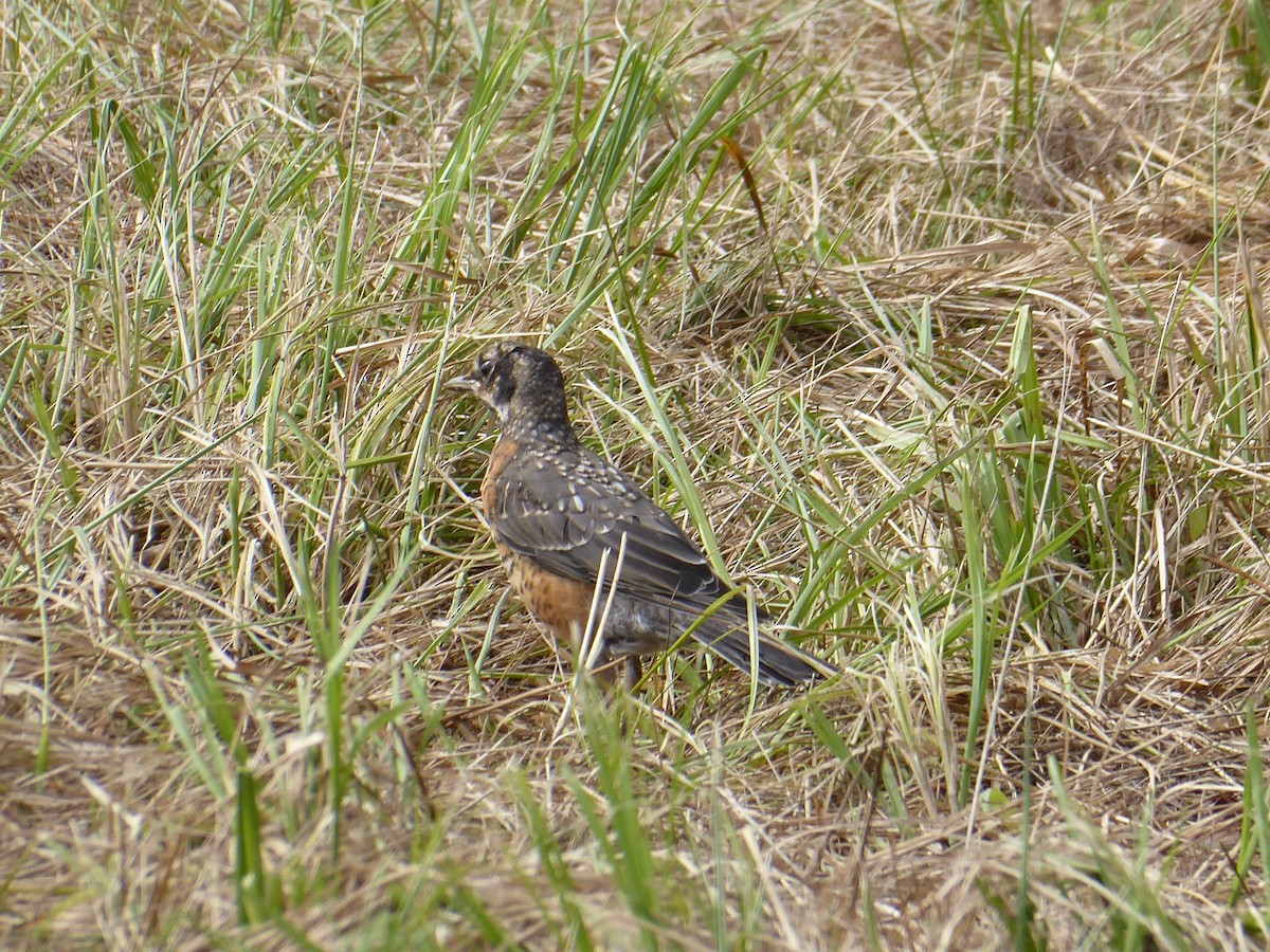 American Robin - ML623140932